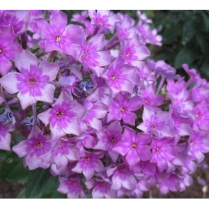 Флокс Phlox Звездочет